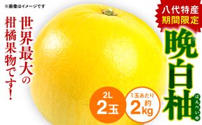 【先行予約】 八代特産 晩白柚（ばんぺいゆ）2Lサイズ(約2kg)×2玉 柑橘 果物 フルーツ 熊本県産 ばんぺいゆ フルーツ 柑橘 特産品【2024年12月上旬より順次発送】