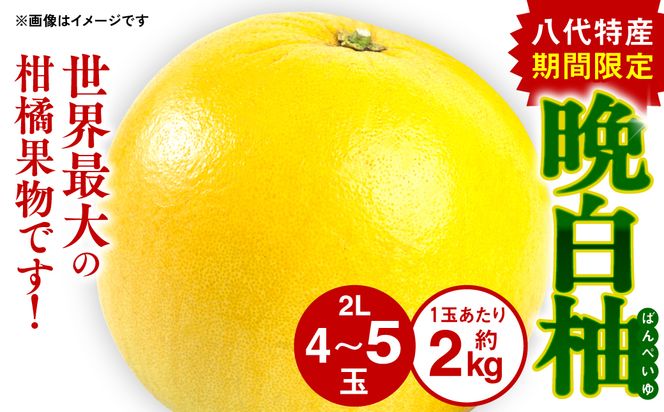 【先行予約】 八代特産 晩白柚（ばんぺいゆ）2Lサイズ(約2kg)×4玉～5玉 柑橘 果物 フルーツ 熊本県産 ばんぺいゆ フルーツ 柑橘 特産品【2024年12月上旬より順次発送】