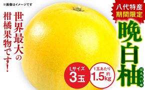 八代 特産 晩白柚 （ばんぺいゆ）Lサイズ 3玉 柑橘 果物 フルーツ 熊本県産 ばんぺいゆ フルーツ 柑橘 特産品