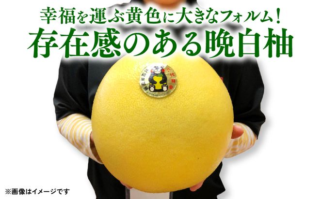 八代 特産 晩白柚 （ばんぺいゆ）Lサイズ 3玉 柑橘 果物 フルーツ 熊本県産 ばんぺいゆ フルーツ 柑橘 特産品