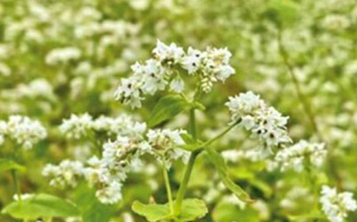 【オーガニック】上原農場 そば打ちセット（そば粉2kg 打ち粉500g）【30003】