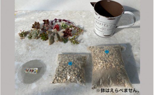自分で植える多肉植物Aセット※セダム系苗・ピンセットなし