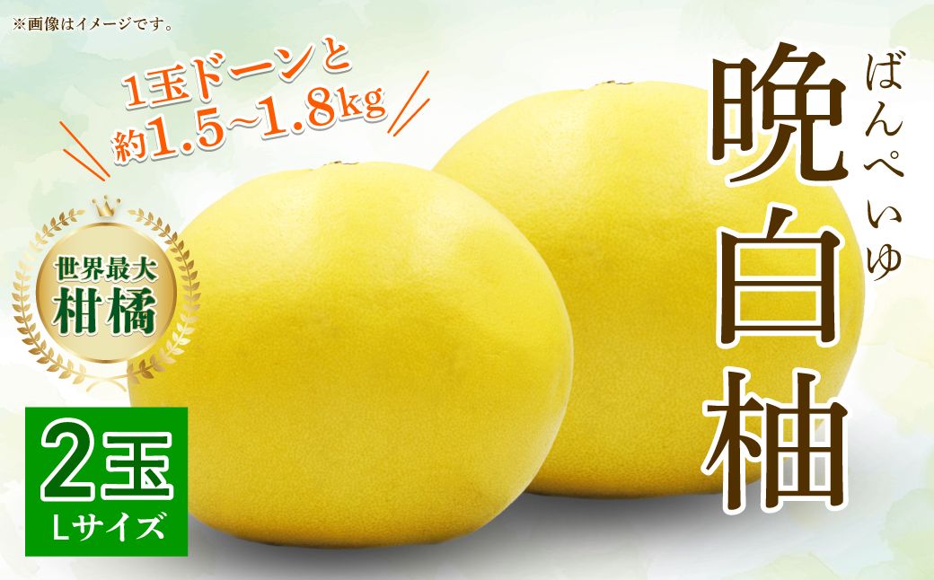 [先行予約]八代特産 晩白柚 Lサイズ 2玉 ばんぺいゆ 柑橘 果物 くだもの フルーツ 熊本県 [2025年12月上旬より順次発送]