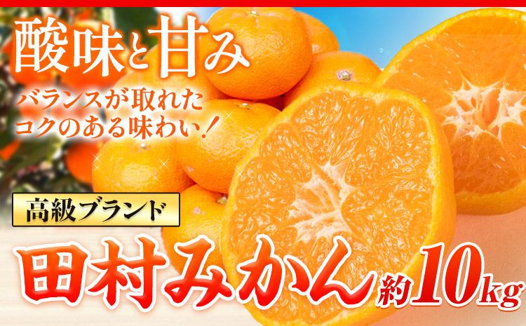 [先行予約]高級ブランド田村みかん 10kg 株式会社魚鶴商店[2025年11月下旬-2026年2月上旬頃出荷] 和歌山県 日高町 柑橘 フルーツ---wsh_uot93_11g2j_25_29000_10kg---