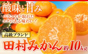 高級ブランド田村みかん 10kg 株式会社魚鶴商店《2024年11月下旬-2025年2月上旬頃出荷》 和歌山県 日高町 柑橘 フルーツ---wsh_utstm_l112_23_23000_10kg---