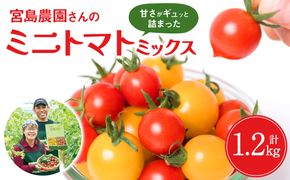 【先行予約】八代市産 宮島農園 ミニトマト (ミックス)1.2kg とまと 野菜 赤トマト 黄色トマト 【2024年12月上旬より順次発送】