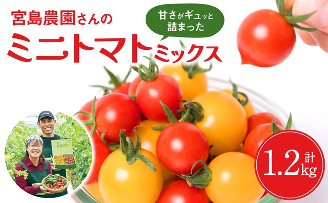 yF{szys\zsY {_ ~jg}g (~bNX)1.2kg Ƃ܂  ԃg}g Fg}g y2025N12{菇z