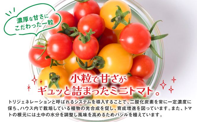 【定期便3回】 ミニトマト (ミックス) 1.2kg×3回 八代市産 宮島農園 とまと 野菜
