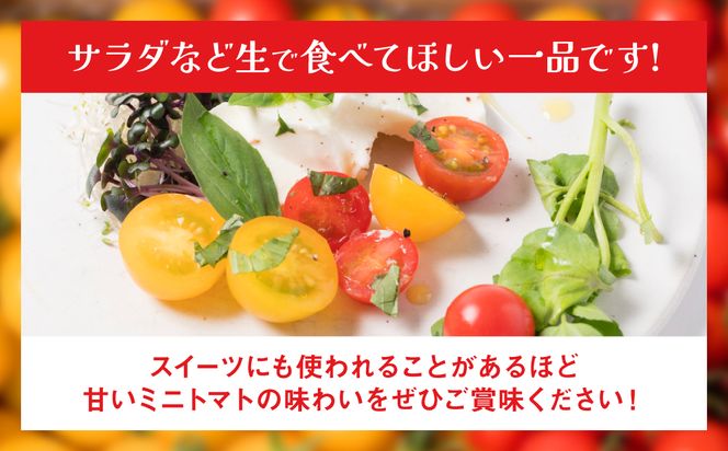 【定期便3回】 ミニトマト (ミックス) 1.2kg×3回 八代市産 宮島農園 とまと 野菜