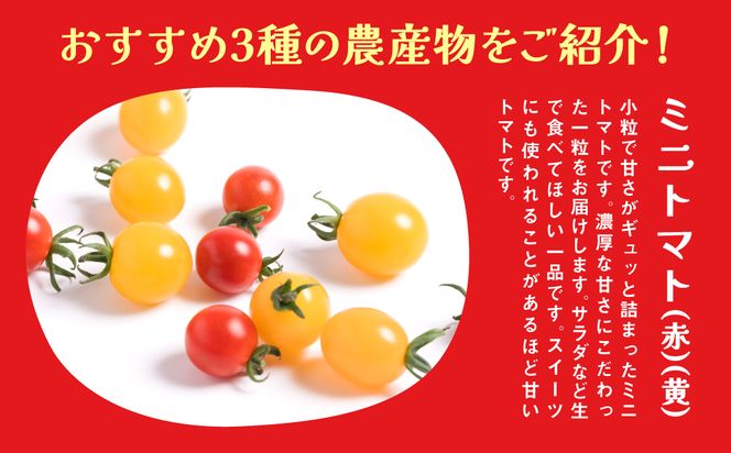 【先行予約】【定期便5回】八代市産 農産物おすすめ定期便 宮島農園 トマト パプリカ 野菜【2024年12月上旬より順次発送】