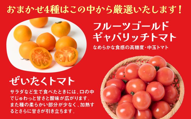 【先行予約】【定期便3回】おまかせトマト4種 3kg×3回 計9kg 八代市産 宮島農園 とまと 野菜 【2024年12月上旬より順次発送】