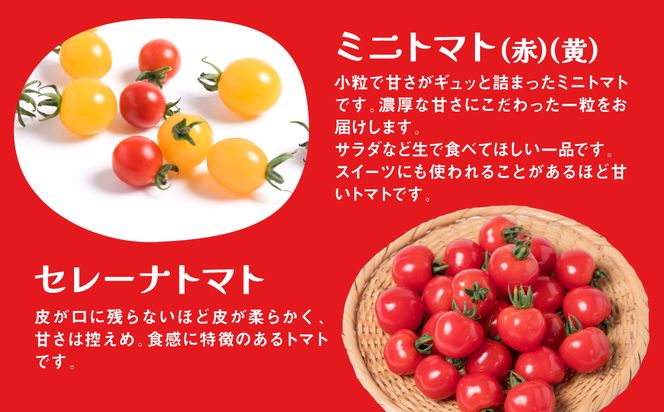 【先行予約】【定期便3回】おまかせトマト4種 3kg×3回 計9kg 八代市産 宮島農園 とまと 野菜 【2024年12月上旬より順次発送】