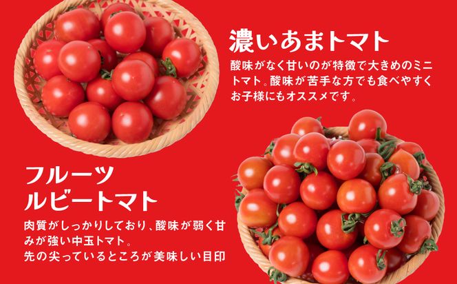 【先行予約】【定期便3回】おまかせトマト4種 3kg×3回 計9kg 八代市産 宮島農園 とまと 野菜 【2024年12月上旬より順次発送】