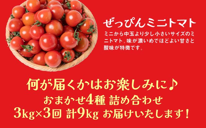 【先行予約】【定期便3回】おまかせトマト4種 3kg×3回 計9kg 八代市産 宮島農園 とまと 野菜 【2024年12月上旬より順次発送】