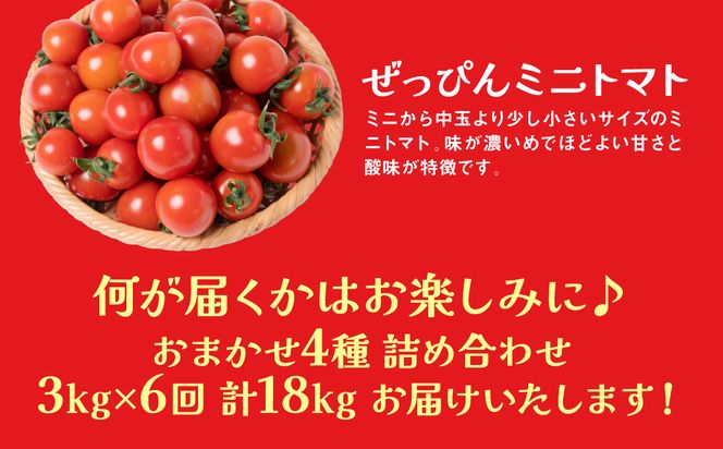 【先行予約】【定期便6回】おまかせトマト4種 3kg×6回 計18kg 八代市産 宮島農園 とまと 野菜【2024年12月上旬より順次発送】