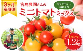 【定期便3回】 ミニトマト (ミックス) 1.2kg×3回 八代市産 宮島農園 とまと 野菜