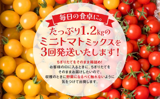 【先行予約】【定期便3回】ミニトマト (ミックス) 1.2kg×3回 八代市産 宮島農園 とまと 野菜 【2024年12月上旬より順次発送】