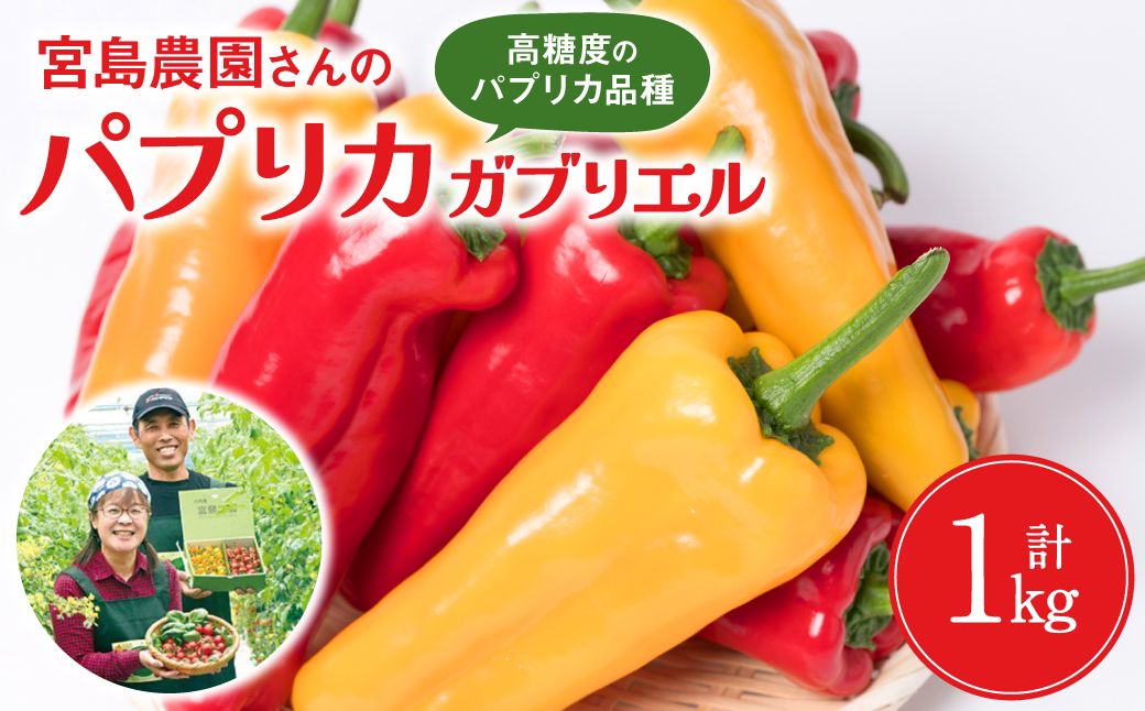[先行予約] パプリカ ガブリエル 1kg 八代市産 宮島農園 野菜 新鮮野菜 緑黄色野菜 国産 熊本県産 [2026年3月上旬より順次発送]