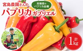 【先行予約】パプリカ ガブリエル 1kg 八代市産 宮島農園 野菜 新鮮野菜 緑黄色野菜 国産 熊本県産 【2025年3月上旬より順次発送】