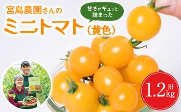 【先行予約】ミニトマト (黄色) 1.2kg 八代市産 宮島農園 トマト 甘い サラダ 【2024年11月上旬より順次発送】