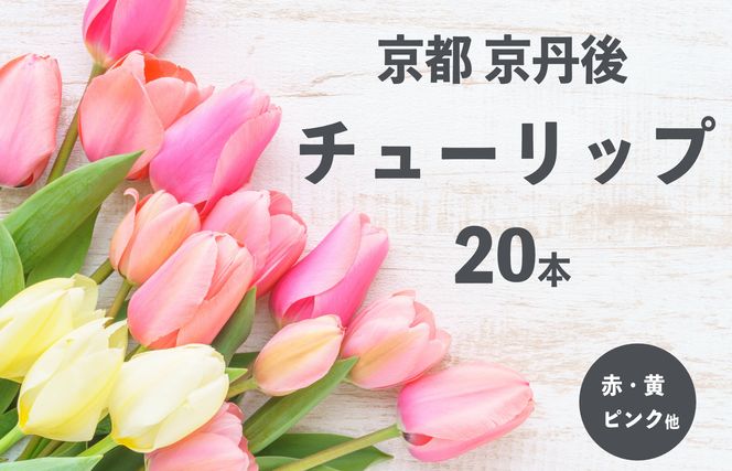 京丹後チューリップ　色お任せ20本 NG00008