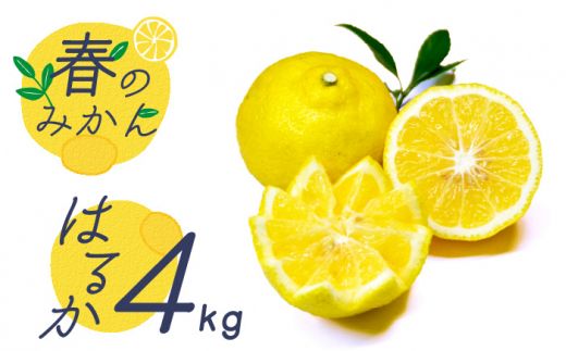 y茧쓇szy2026N2?zyu₩n k t݂̂ z͂邩 4kg / ݂ t[c ʕ / 쓇s / 茧_Yiʍ [SCB075]