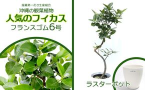 ★【沖縄の観葉植物】人気のフィカス フランスゴム6号 ラスターポット インテリアグリーン ゴムの木 ゴムノキ ガーデン 風水 鉢植え 癒し 成長記録 趣味 専門店 生活 オフィス おすすめ 暮らし おしゃれ 南国 日光 水やり お祝い 送料無料