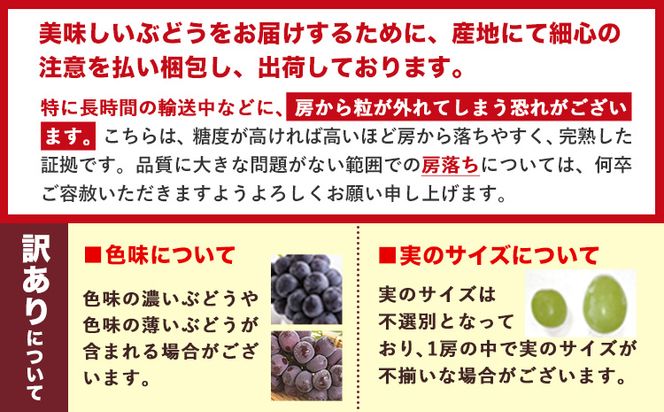 【先行予約】岡山県産 訳あり ニューピオーネ シャインマスカット 詰め合わせ 約1.2kg 2房《9月上旬～10月中旬頃に出荷予定(土日祝除く)》 葡萄 果物 訳あり 優品 厳選出荷 スイーツ フルーツ デザート 岡山県矢掛町 数量限定 種なしぶどう---osy_cwsmnp_ae9_26_13500_s---