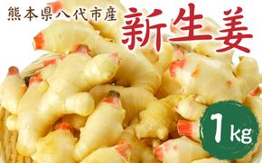 【先行予約】八代市東陽町産 新生姜1kg【2025年9月上旬より順次発送】