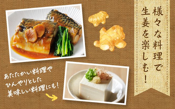 【先行予約】 熊本県八代市産 新生姜1kg 季節限定 しょうが ショウガ ガリ ジンジャー 野菜 食品 温活 冷え対策 旬 【2026年9月上旬より順次発送】