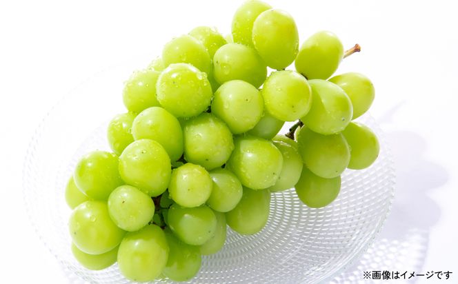 【先行予約】 熊本県八代市産 山本さん家の「シャインマスカット」 1房入り(約500g) ぶどう フルーツ マスカット 旬 青果物 果物 新鮮 ギフト 贈り物 【2026年8月上旬より順次発送】