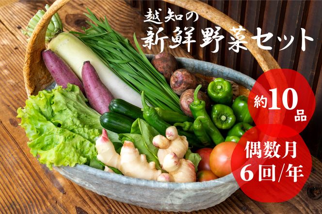 越知産市の季節の野菜セット(年6回発送) 偶数月　産地直送　旬野菜