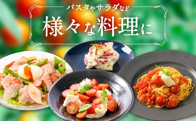 野菜ソムリエ岡田健志郎が育てた ミニトマト 3kg以上 トマト 野菜 熊本県産 新鮮 サラダ やさい とまと 八代市産 九州