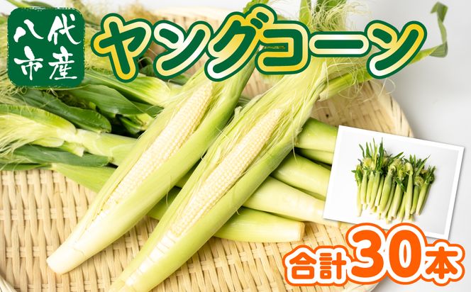 【先行予約】 熊本県八代市産 ヤングコーン 30本 とうもろこし 朝採り 高糖度 【2025年4月下旬より順次発送】