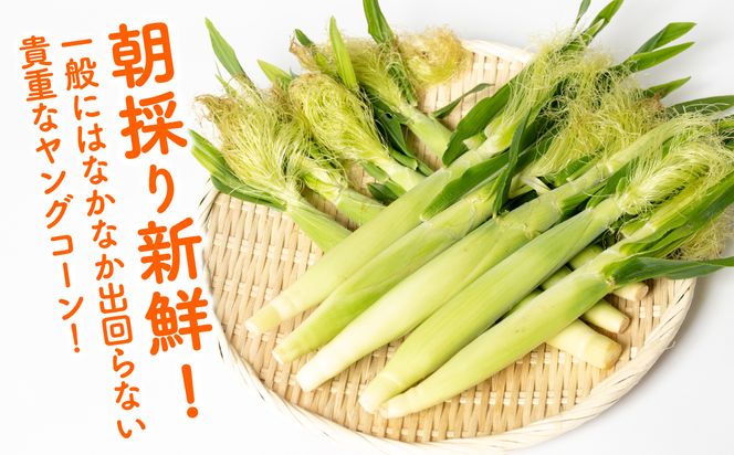 【先行予約】 熊本県八代市産 ヤングコーン 30本 とうもろこし 朝採り 高糖度 【2025年4月下旬より順次発送】