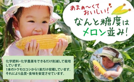 熊本県八代市産 スイートコーン ゴールドラッシュ 4kg とうもろこし 朝採り 高糖度