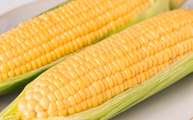 【先行予約】 熊本県八代市産 スーパースイートコーン ゴールドラッシュ 4kg 野菜ソムリエサミット 2年連続金賞受賞 スイートコーン とうもろこし コーン 朝採り 高糖度 【2026年5月上旬より順次発送】