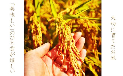 BE-11b-R7 T rice Store 岐阜県産 コシヒカリ 3㎏ 精米（500ｇ×6袋）