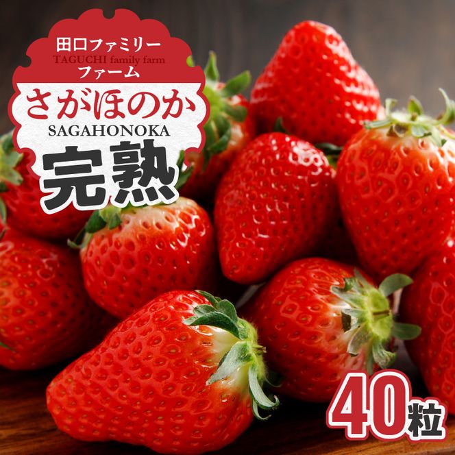 さがほのか 完熟 いちご 40粒 延岡産 1月中旬発送開始 N053-A0318