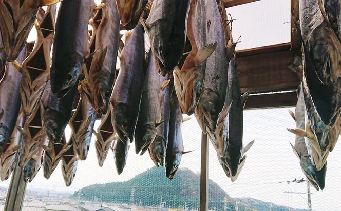 「伝統の鮭料理」鮭の味噌漬 10切 約700g 1074001