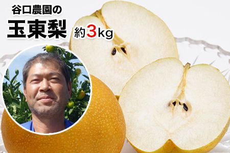 『谷口農園』の玉東梨　約3kg 予約受付中《8月中旬-10月上旬頃出荷》【日付指定・品種指定不可】 熊本県 玉名郡 玉東町 梨 ナシ フルーツ 果物 送料無料 ギフト 贈答---sg_ctaninashi_g810_25_11500_3kg---