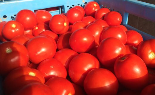 トマトセットA（食塩無添加缶×60本・トマトケチャップ×6個）