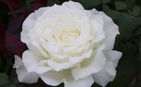 バラ鉢植え「ドレッシー」 SWBD003