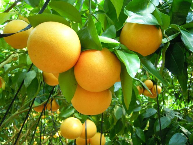 美浜町産グレープフルーツ（スタールビー）　ご家庭用　傷あり　約10kg 　※2026年5月上旬〜7月上旬頃に順次発送予定