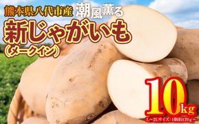 【先行予約】 熊本県八代市産 潮風薫る新じゃがいも (メークイン) 10kg 野菜 芋 いも 国産 熊本県 八代市 九州 農作物 【2025年6月上旬より順次発送】
