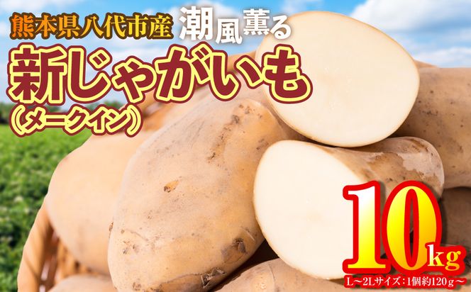 【先行予約】熊本県 八代市産 潮風薫る 新じゃがいも (メークイン) 10kg ジャガイモ メークイン 新じゃが カレー 肉じゃが 炒め物 野菜 芋 熊本県 八代市 【2026年6月上旬より順次発送】