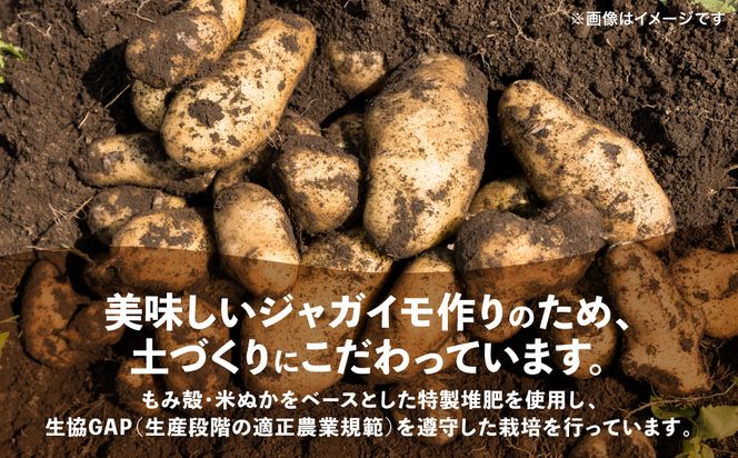 【先行予約】熊本県 八代市産 潮風薫る 新じゃがいも (メークイン) 10kg ジャガイモ メークイン 新じゃが カレー 肉じゃが 炒め物 野菜 芋 熊本県 八代市 【2026年6月上旬より順次発送】