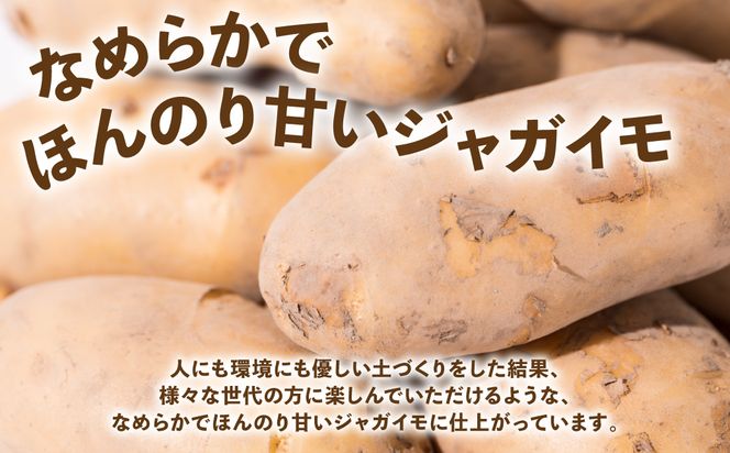 【先行予約】熊本県 八代市産 潮風薫る 新じゃがいも (メークイン) 10kg ジャガイモ メークイン 新じゃが カレー 肉じゃが 炒め物 野菜 芋 熊本県 八代市 【2026年6月上旬より順次発送】