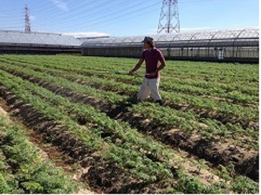 【期間限定】鈴盛農園の甘～いにんじん　『スウィートキャロットリリィ』 人参 甘い ジュース サラダ スムージー ジューシー H022-013