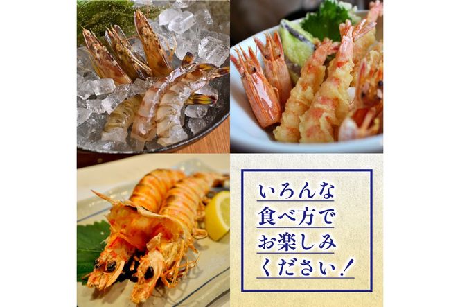 丹後の活きくるまえび 600g（20～30尾）　MN00061